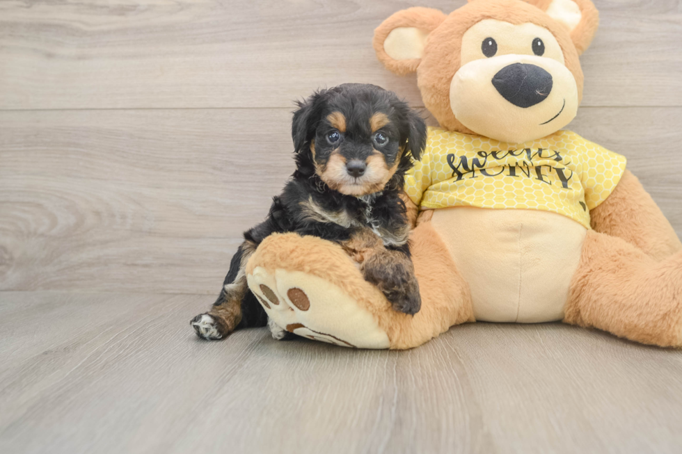Mini Aussiedoodle Pup Being Cute