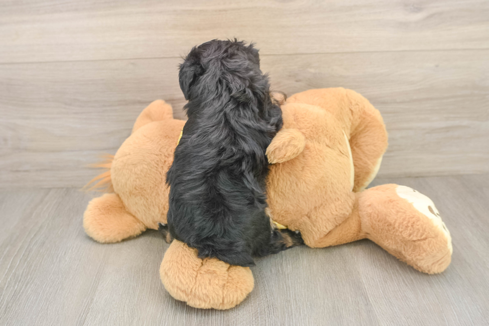Small Mini Aussiedoodle Baby