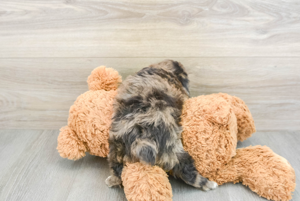Playful Mini Aussiepoodle Poodle Mix Puppy