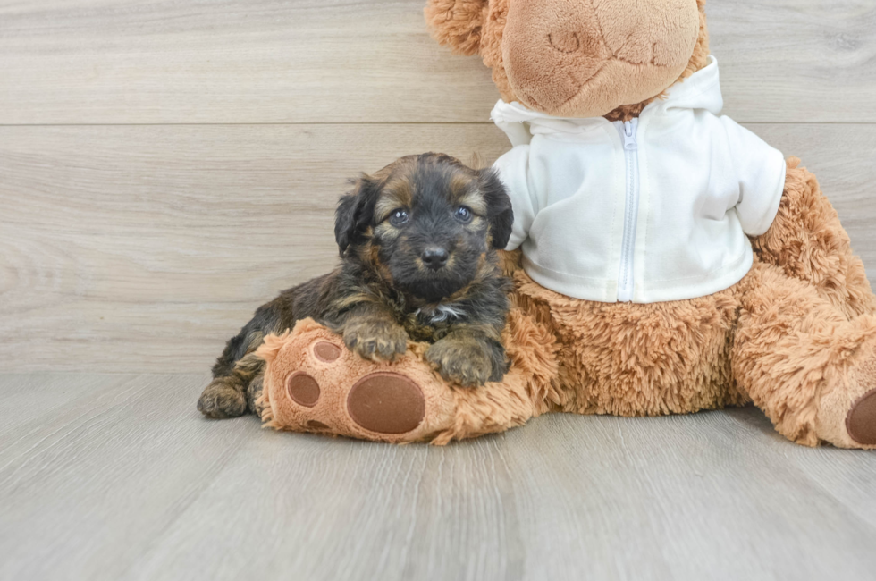 6 week old Mini Aussiedoodle Puppy For Sale - Lone Star Pups