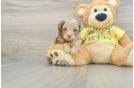 Mini Aussiedoodle Puppy for Adoption