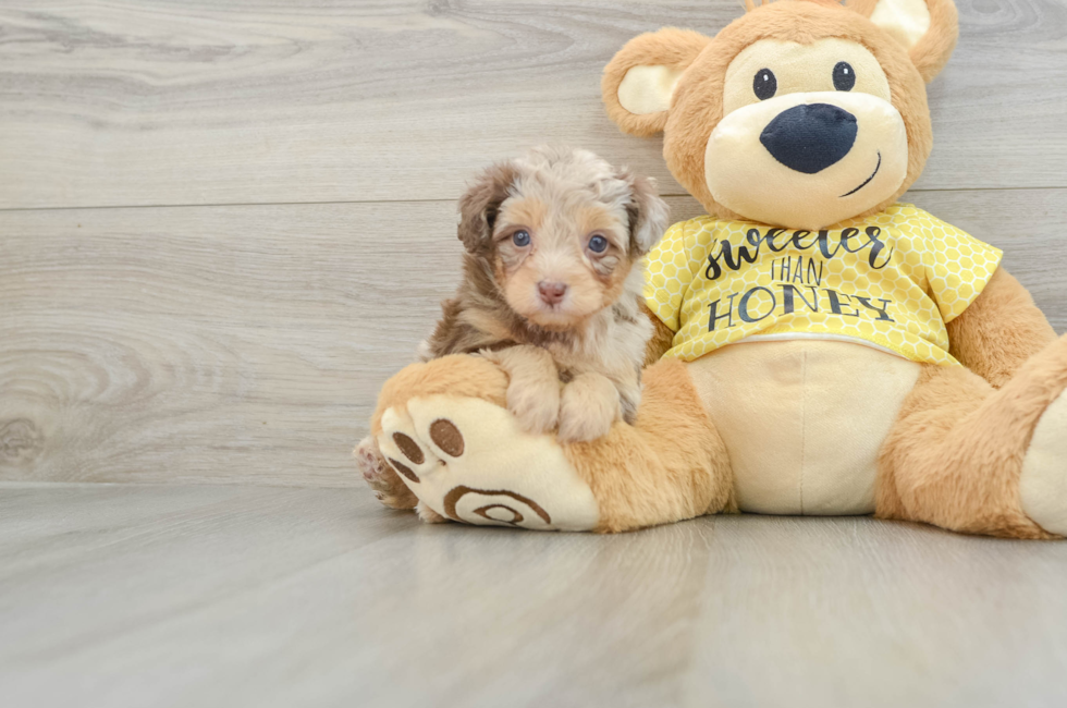 6 week old Mini Aussiedoodle Puppy For Sale - Lone Star Pups