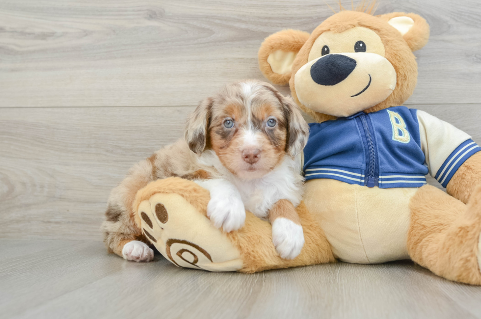 6 week old Mini Aussiedoodle Puppy For Sale - Lone Star Pups