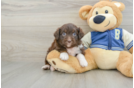 Best Mini Aussiedoodle Baby