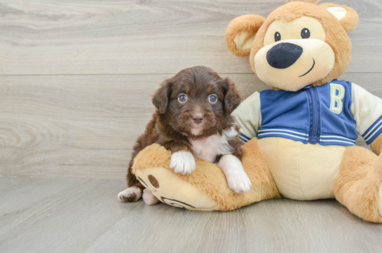 Best Mini Aussiedoodle Baby
