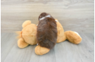 Mini Aussiedoodle Puppy for Adoption