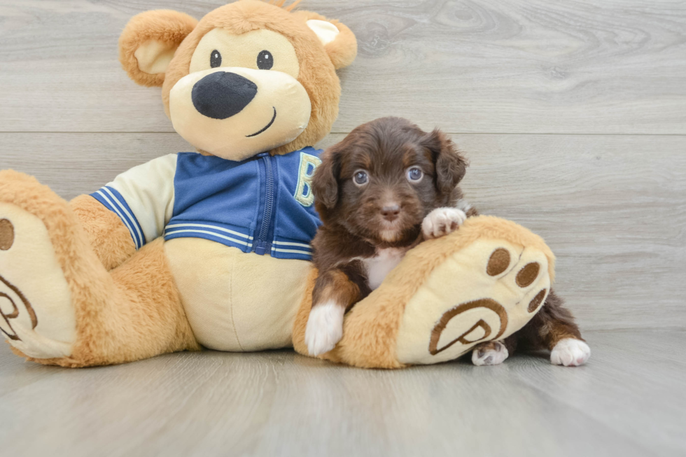 Mini Aussiedoodle Pup Being Cute