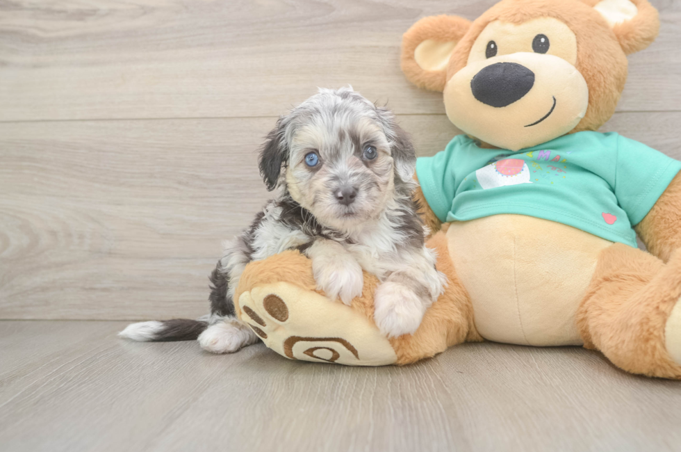 5 week old Mini Aussiedoodle Puppy For Sale - Lone Star Pups