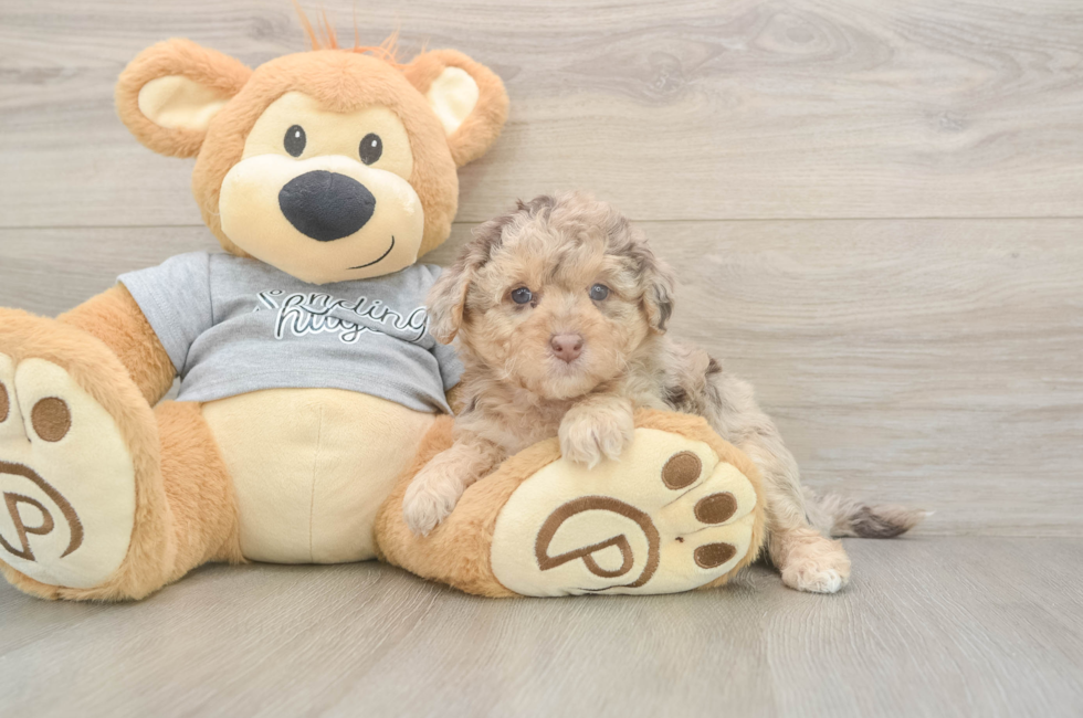 5 week old Mini Aussiedoodle Puppy For Sale - Lone Star Pups