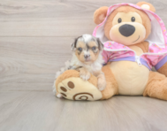 8 week old Mini Aussiedoodle Puppy For Sale - Lone Star Pups