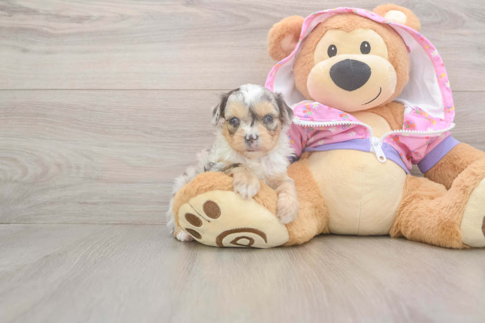 Sweet Mini Aussiedoodle Baby