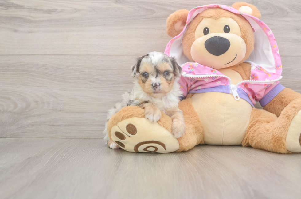 8 week old Mini Aussiedoodle Puppy For Sale - Lone Star Pups