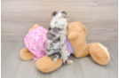 Mini Aussiedoodle Puppy for Adoption