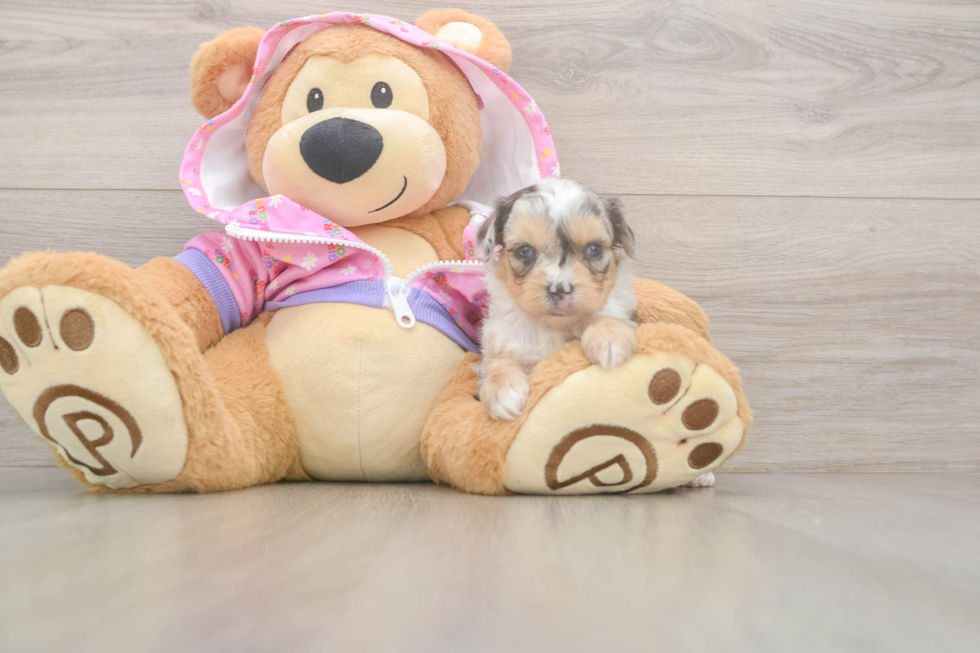 Best Mini Aussiedoodle Baby