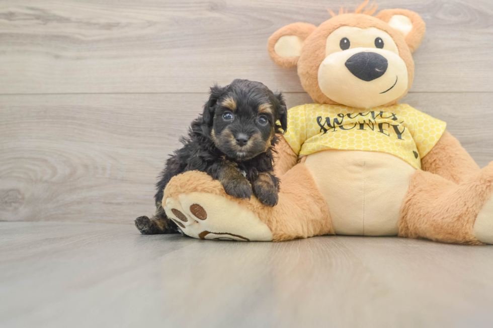 Best Mini Aussiedoodle Baby