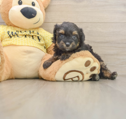 8 week old Mini Aussiedoodle Puppy For Sale - Lone Star Pups