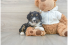 Cute Mini Aussiedoodle Baby