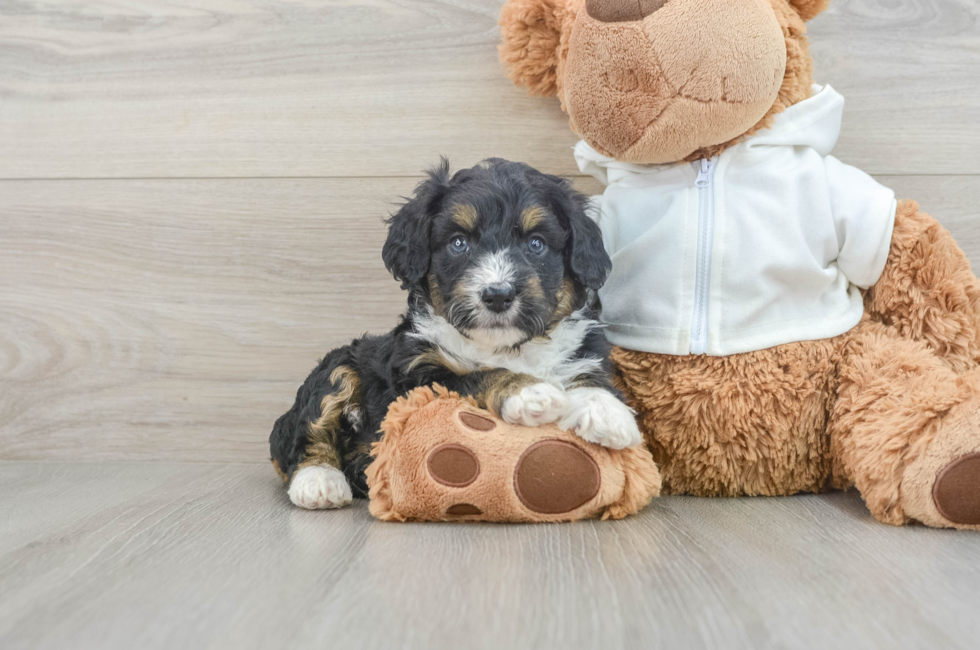 6 week old Mini Aussiedoodle Puppy For Sale - Lone Star Pups