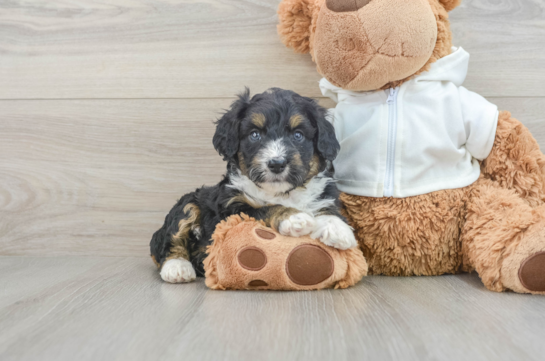 Cute Mini Aussiedoodle Baby