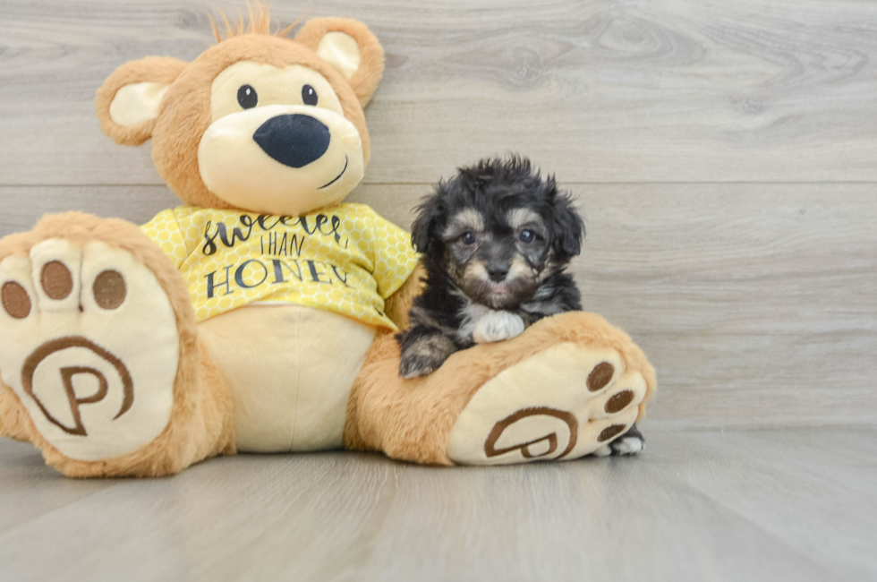 6 week old Mini Aussiedoodle Puppy For Sale - Lone Star Pups