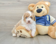 8 week old Mini Aussiedoodle Puppy For Sale - Lone Star Pups