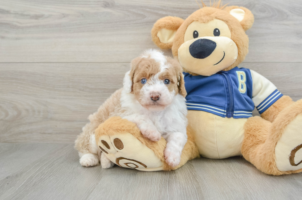 5 week old Mini Aussiedoodle Puppy For Sale - Lone Star Pups