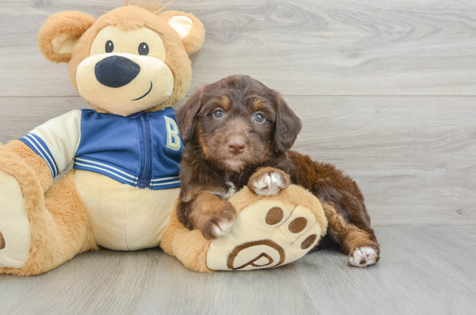 6 week old Mini Aussiedoodle Puppy For Sale - Lone Star Pups