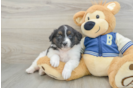 Smart Mini Aussiedoodle Poodle Mix Pup