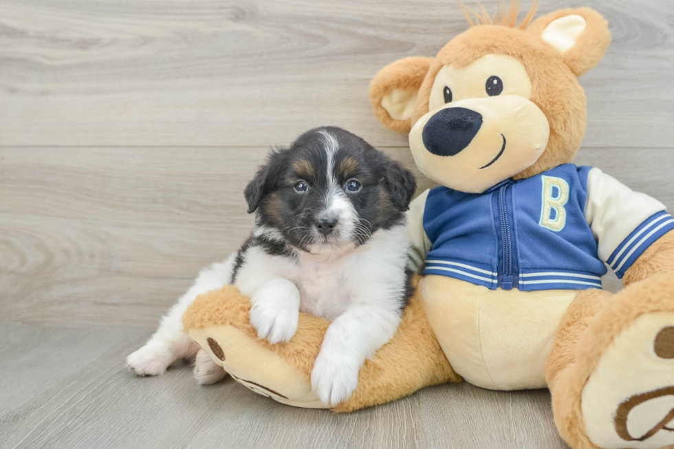 Smart Mini Aussiedoodle Poodle Mix Pup