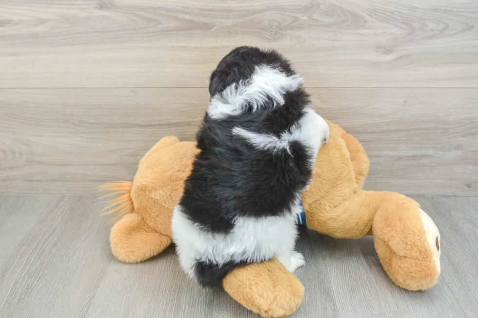 Friendly Mini Aussiedoodle Baby