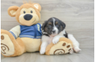 Mini Aussiedoodle Puppy for Adoption