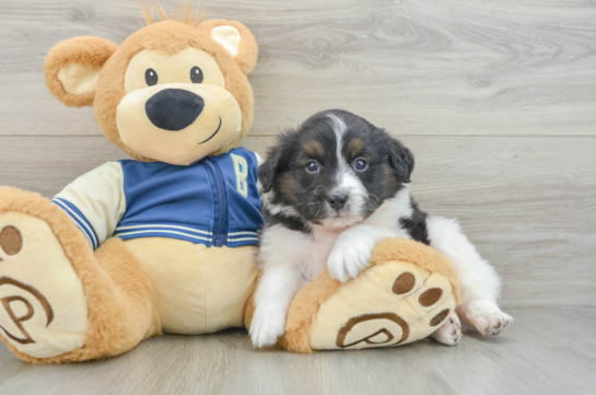 Mini Aussiedoodle Puppy for Adoption