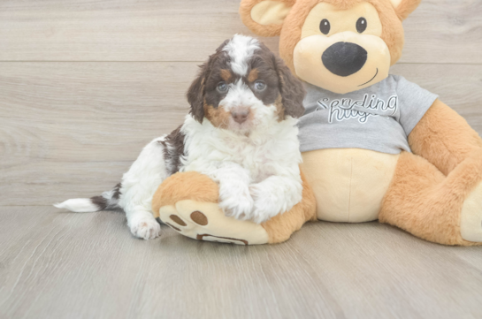 5 week old Mini Aussiedoodle Puppy For Sale - Lone Star Pups Mini Aussiedoodle Pup Being Cute