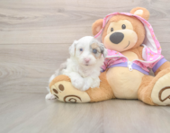 8 week old Mini Aussiedoodle Puppy For Sale - Lone Star Pups