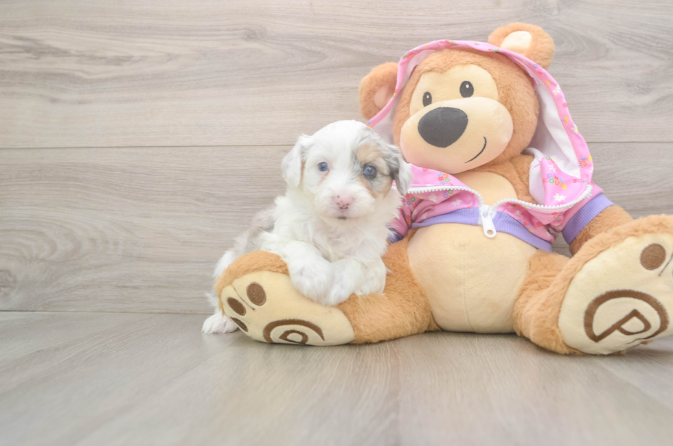 8 week old Mini Aussiedoodle Puppy For Sale - Lone Star Pups