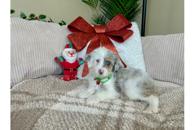 Cute Mini Aussiepoodle Poodle Mix Puppy