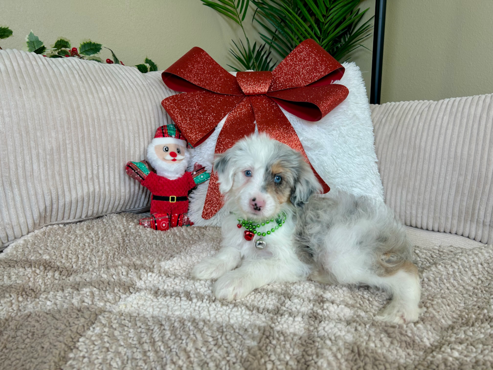 Cute Mini Aussiepoodle Poodle Mix Puppy