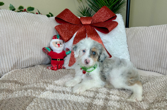 Cute Mini Aussiepoodle Poodle Mix Puppy