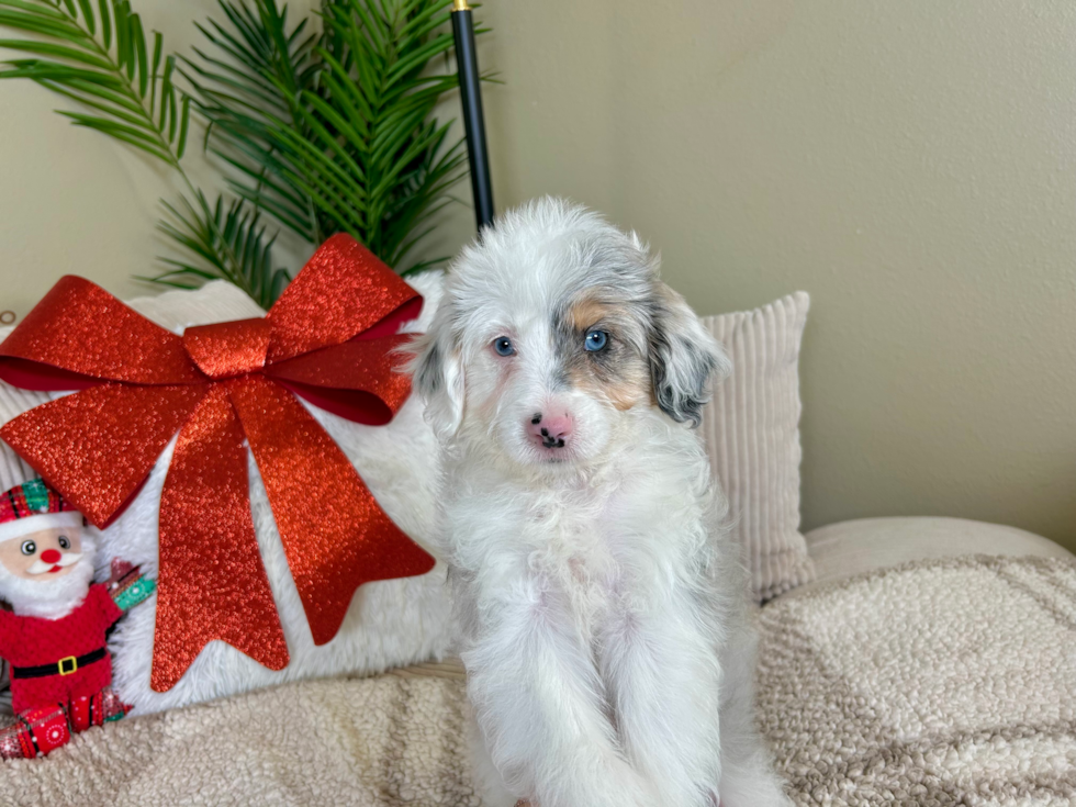 Mini Aussiedoodle Puppy for Adoption