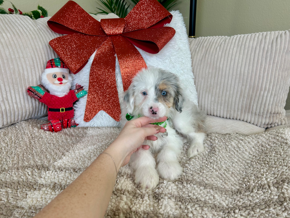 Cute Mini Aussiedoodle Poodle Mix Pup