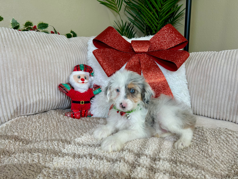 Best Mini Aussiedoodle Baby