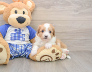 6 week old Mini Aussiedoodle Puppy For Sale - Lone Star Pups