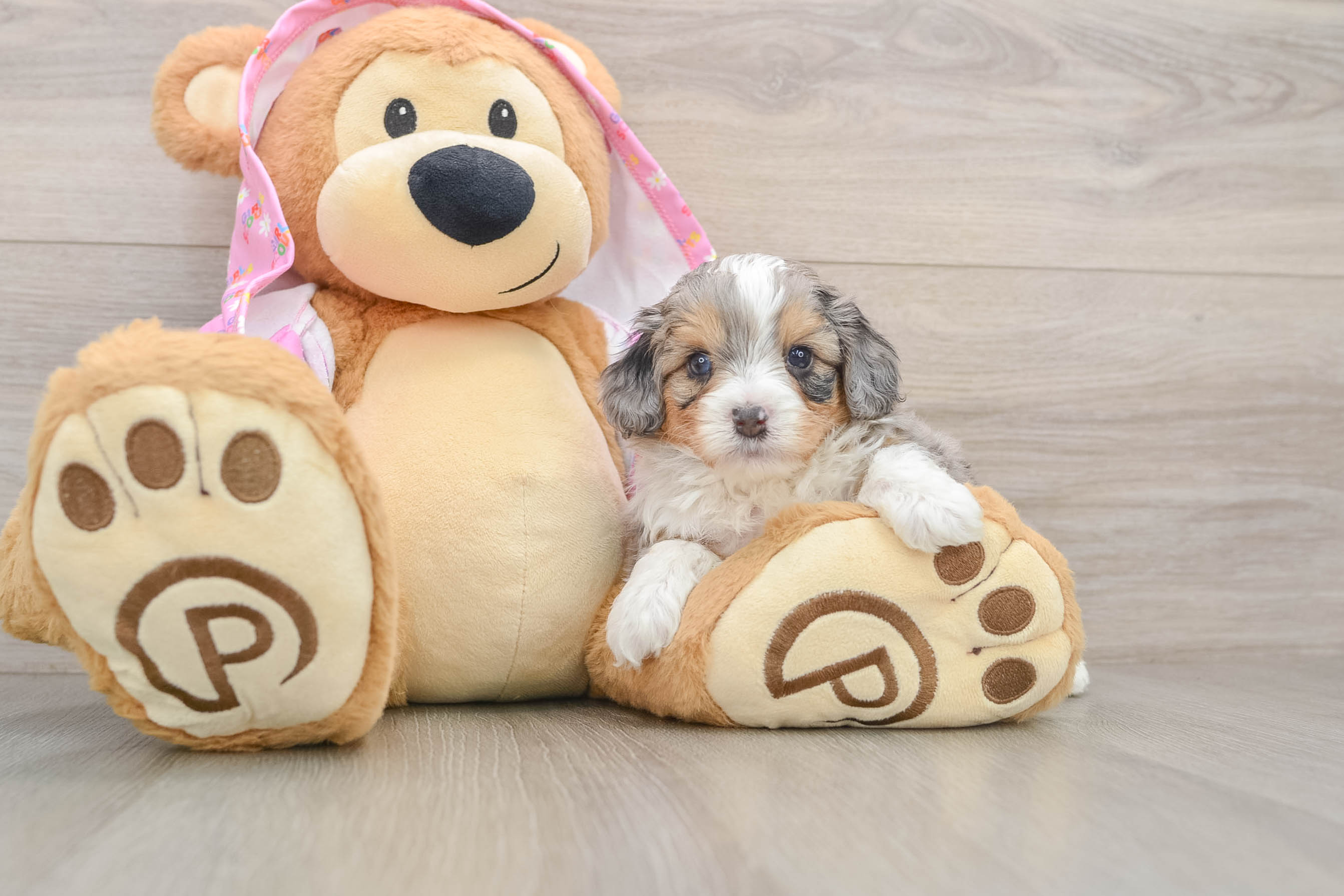 Hypoallergenic Aussiepoo Poodle Mix Puppy