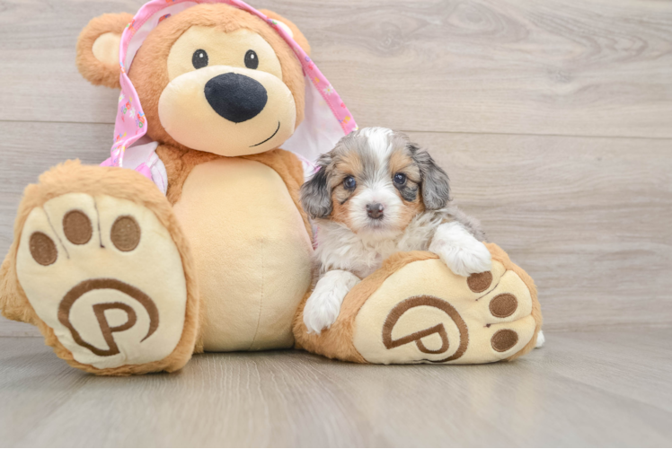 Hypoallergenic Aussiepoo Poodle Mix Puppy