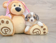 7 week old Mini Aussiedoodle Puppy For Sale - Lone Star Pups