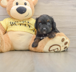 8 week old Mini Aussiedoodle Puppy For Sale - Lone Star Pups