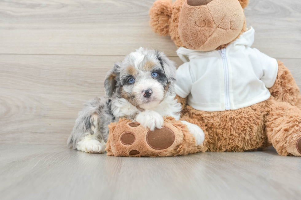 6 week old Mini Aussiedoodle Puppy For Sale - Lone Star Pups