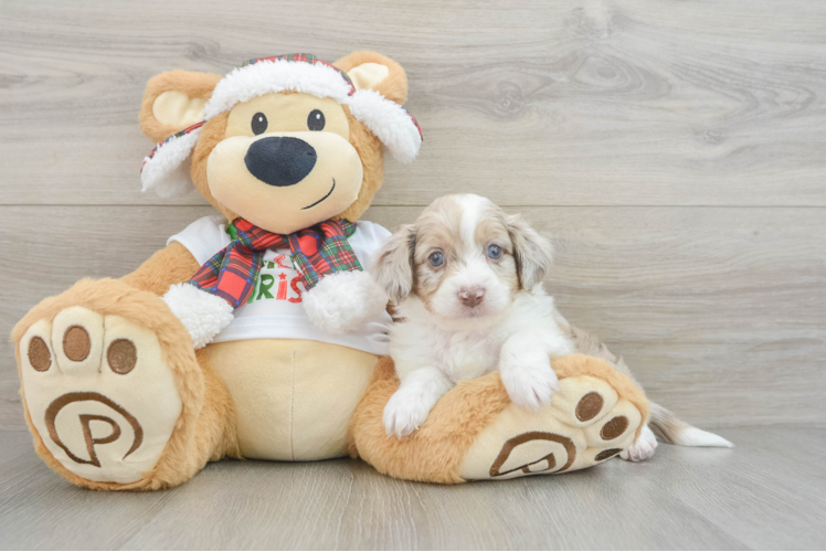 Mini Aussiedoodle Pup Being Cute