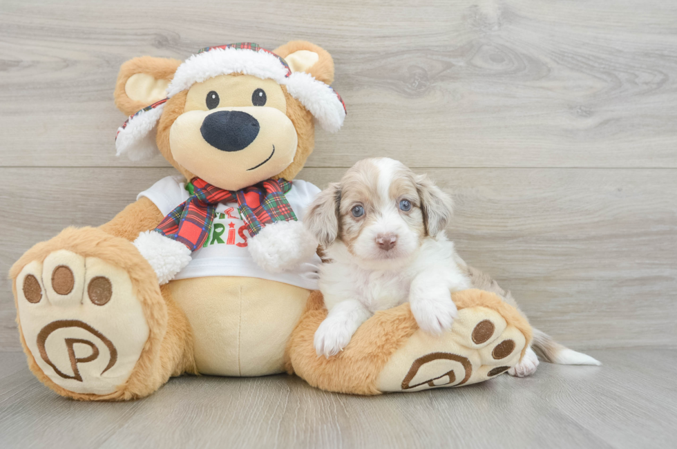 5 week old Mini Aussiedoodle Puppy For Sale - Lone Star Pups