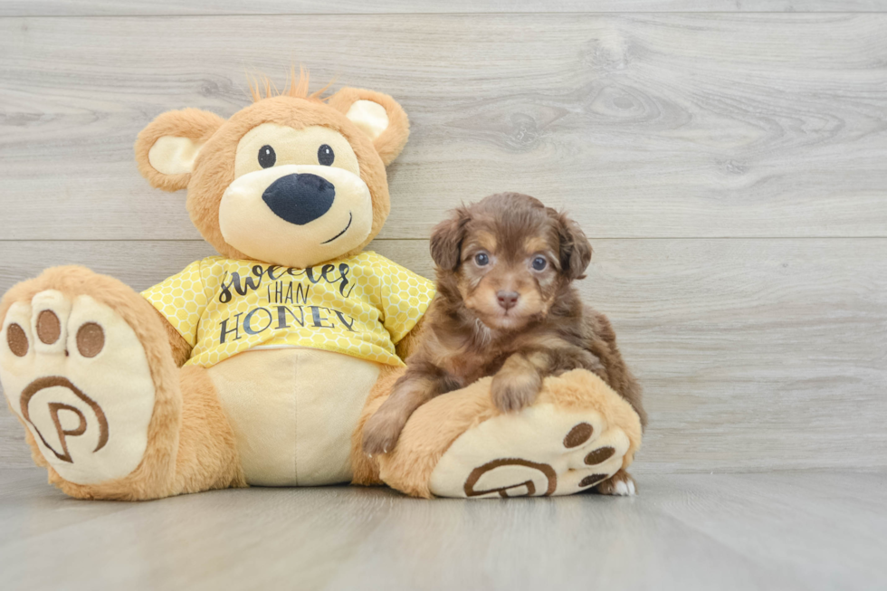 Smart Mini Aussiedoodle Poodle Mix Pup